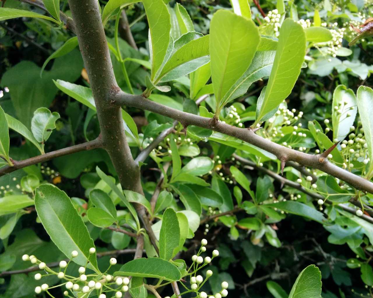 Pyracantha coccinea / Agazzino